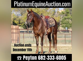 Quarter horse américain, Hongre, 11 Ans, 152 cm, Alezan brûlé, in Weatherford TX,