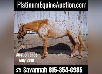 American Quarter Horse, Wallach, 12 Jahre, 150 cm, Palomino, in Woodstock IL,