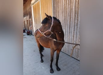 Poni alemán, Caballo castrado, 4 años, 134 cm, Castaño, in Bayrischzell,