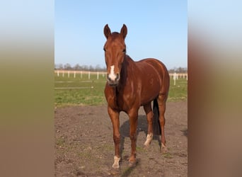 Merrie 4 Jaar