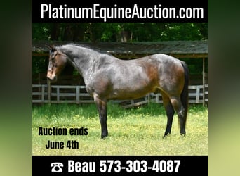 American Quarter Horse, Wallach, 15 Jahre, Roan-Bay, in Sweet Springs MO,