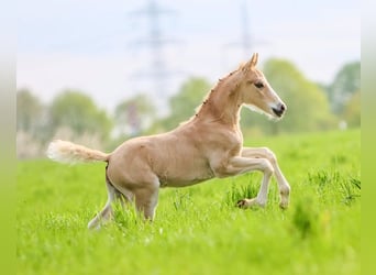 German Riding Pony, Stallion, Foal (03/2024), Palomino, in Gelsenkirchen,