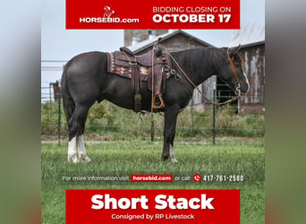 Shire Horse Croisé, Hongre, 8 Ans, 152 cm, Noir, in Buffalo, MO,