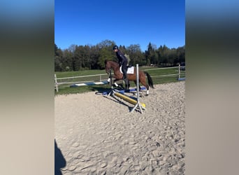 Lusitanos, Wallach, 5 Jahre, 160 cm, Brauner, in Irschenberg