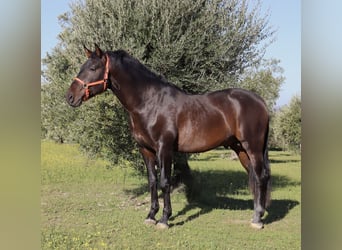 PRE Mix, Stallion, 5 years, 16.1 hh, Bay, in Madrid,