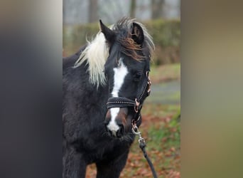American Paint Horse, Mare, 1 year, 14,2 hh, Tobiano-all-colors, in Hellenthal