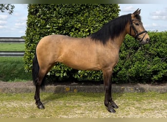 PRE Mix, Mare, 10 years, 14.3 hh, Overo-all-colors, in Oud gastel,