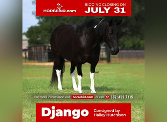 Quarter pony, Hongre, 9 Ans, 142 cm, in Joshua, TX,