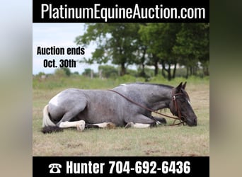 Quarter horse américain, Hongre, 10 Ans, 135 cm, Rouan Bleu, in Madill, OK,