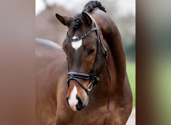 Belgisch Warmbloed, Ruin, 8 Jaar, 171 cm, Bruin, in Dordrecht