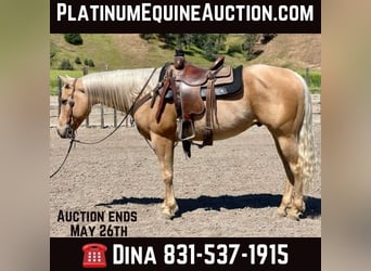 American Quarter Horse, Wallach, 7 Jahre, 152 cm, Palomino, in Paicines CA,