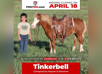 Plus de poneys/petits chevaux, Jument, 3 Ans, 97 cm, Alezan cuivré, in Carthage, TX,