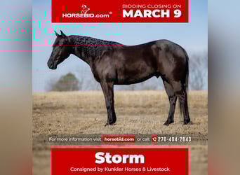 American Quarter Horse, Wallach, 4 Jahre, 152 cm, Rappe, in Tompkinsville