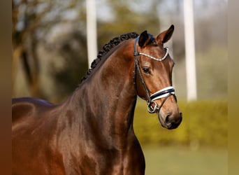 Westfale, Stute, 5 Jahre, 170 cm, Brauner, in Münster