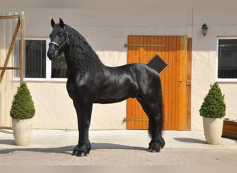 Friesian horses, Stallion, 7 years, 16.1 hh, Black, in Ochtendung,