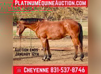 Appaloosa, Gelding, 14 years, 14,3 hh, Roan-Bay, in Bitterwater CA