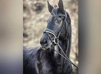 Wallach 10 Jahre Wallach 10 Jahre