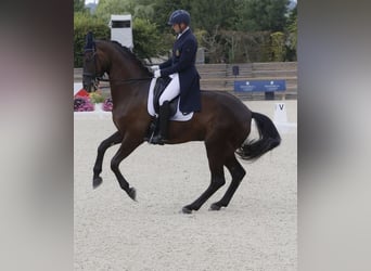 BWP (cheval de sang belge), Jument, 13 Ans, 175 cm, Bai brun foncé, in Duffel