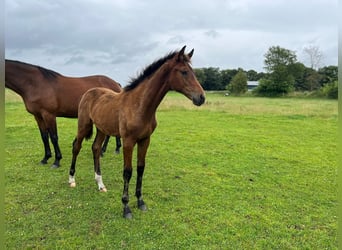 Oldenburger, Hengst, 1 Jahr, Brauner, in Oeversee
