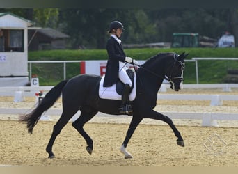 Würtemberger, Hongre, 12 Ans, 170 cm, Noir, in Teisendorf,