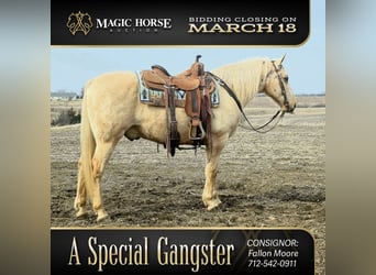 American Saddlebred, Ruin, 13 Jaar, 132 cm, Palomino, in Bedford,
