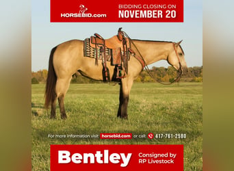 Quarter horse américain, Hongre, 6 Ans, 152 cm, Buckskin, in Buffalo, MO,