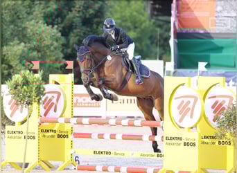 Gelding 9 years