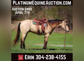 American Quarter Horse, Castrone, 5 Anni, Pelle di daino, in Flemingsburg Ky,