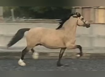 Welsh C (of Cob Type), Stallion, 11 years, 13.1 hh, Buckskin, in Saint hilaire la treille,