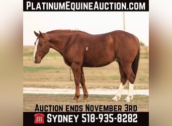 American Quarter Horse, Ruin, 10 Jaar, 147 cm, Donkere-vos, in Granbury tx,