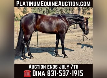 American Quarter Horse, Wallach, 3 Jahre, Rappe, in Paicines CA,