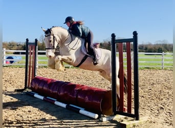 Irish Sport Horse, Wallach, 5 Jahre, 168 cm, Falbe, in Mountrath