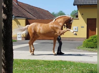 Andaluces, Caballo castrado, 14 años, 165 cm, Palomino, in Rechnitz,