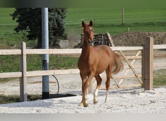 German Riding Pony, Stallion, 1 year, 14.2 hh, Chestnut-Red, in Dresden,