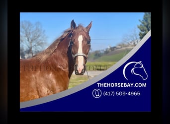 Tennessee walking horse, Gelding, 10 years, 15.2 hh, Sorrel, in Shelbyville, TN,