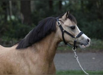 Welsh-A, Jument, 14 Ans, 120 cm, Palomino, in Harkema,