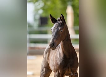 Trakehner, Stallion, 1 year, Black, in Albig,