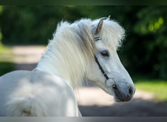 Islandpferd, Wallach, 6 Jahre, 145 cm, Schimmel, in Altenstadt,