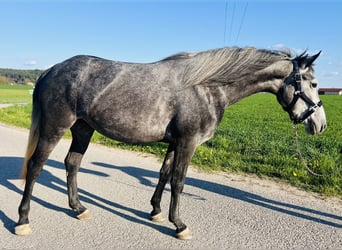 Classic Pony, Stute, 4 Jahre, 152 cm, Rappschimmel, in HelpfauÖsterreich