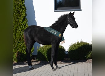 Hanoverian, Mare, Foal (05/2024), 16,1 hh, Black, in Wysin,