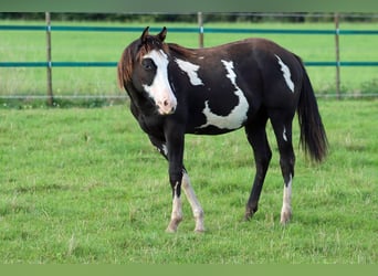 Paint-häst, Hingst, 1 år, 150 cm, Overo-skäck-alla-färger, in Hellenthal,