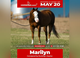 American Quarter Horse, Mare, 4 years, 14.3 hh, Sorrel, in Joy,