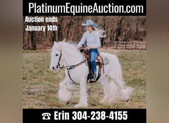 Gypsy Horse, Gelding, 17 years, 14.2 hh, Gray, in Flemmingsburg KY,