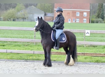 Gypsy Horse, Mare, 4 years, 12.2 hh, Black, in Bogaarden,