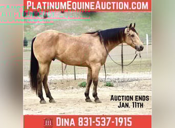 American Quarter Horse, Wallach, 9 Jahre, 152 cm, Buckskin, in Paicines CA