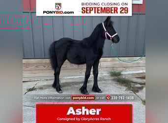 Fell pony, Stallion, Foal (05/2025), 10,1 hh, Black, in Wooster