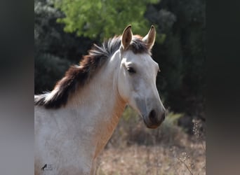 Andalusian, Stallion, 2 years, 15.2 hh, Dun, in Mallorca,