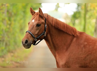 Deutsches Reitpony, Wallach, 7 Jahre, 152 cm, Fuchs, in Ahaus