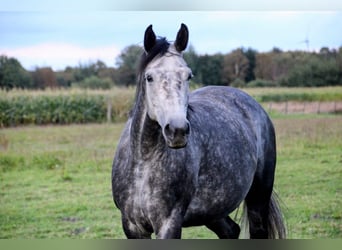 Oldenburger, Merrie, 8 Jaar, 167 cm, Appelschimmel, in Eydelstedt,