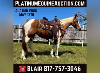 Quarter horse américain, Hongre, 8 Ans, Tobiano-toutes couleurs, in Weatherford TX,